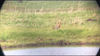 Black-tailed godwit - limosa limosa - grutto / 6 march - Oudenburg - weiden pompje - Belgium  2024