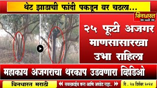 Python climbing tree viral video : २५ फूट अजगर चक्क माणसासारखा उभा राहिला, झाडाची फांदी पकडली अन ...