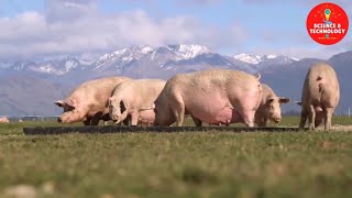 WONDERFUL OUTDOOR PIG FARM IN NEW ZEALAND-AMAZING PIG FARMING-MODERN LIVESTOCK FARMING-CUTE PIGLETS