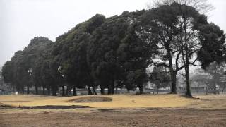 雪の日産厚生園跡地（井の頭公園西園）