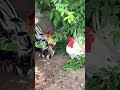 二重唱するにわとりたち　roosters singing a duet チャボ ペット ニワトリ backyardchicken ytshorts