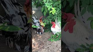 二重唱するにわとりたち　Roosters singing a duet#チャボ #ペット #ニワトリ #backyardchicken #ytshorts