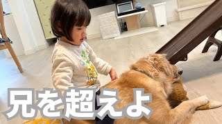 1歳＆0歳の日常パパと大型犬、姉妹のほっこり時間/Daily Life with a 1-Year-Old \u0026 Baby Family Fun with Dad, Dog, and Sisters