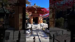 #豪德寺 #豪徳寺#gotokuji 從新宿搭乘小田急線出發就可以到達，正值秋季 #紅葉 盛開，美麗的景緻令人身心愉快！ #日本旅遊 #日本旅行 #東京2022