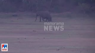 മലമ്പുഴ ഡാമിലെ മല്‍സ്യത്തൊഴിലാളികള്‍ക്കും ജനങ്ങള്‍ക്കും ആശങ്ക കൂട്ടി കാട്ടാനക്കൂട്ടം|  Malampuzha El