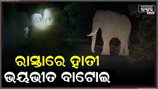 ରାଜ୍ୟ ରାଜପଥ ଉପରେ ବୁଲୁଛନ୍ତି ୧୬ ଟି କିଆ ହାତୀ ପଲ୍‌ହ I ଭୟଭୀତ ବାଟୋଇ ଓ ସ୍ଥାନୀୟ ଗ୍ରାମବାସୀ