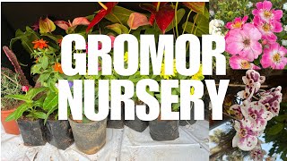 Gromor food Nursery, Vantimamidi, Karimnagar road | Best Place for Winter Plants