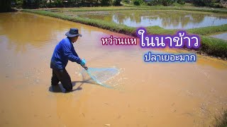 หว่านเเห ตามนาข้าว น้ำตื้นๆ ไม่คิดว่าปลาจะเยอะขนาดนี้  / บ้านนอก EP.337