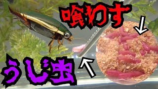 ウジ虫をゲンゴロウに食わせた結果…