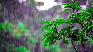 Relaxing Rain Sounds for Relaxation/ Sleeping/Yoga/Meditation(让你身心放松的天然雨声)