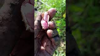 Picking mungbeans and peanuts. For consumption.buyers price is not work the effort