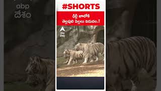 ఢిల్లీ జూలోకి తెల్లపులి పిల్లలు విడుదల..! #delhi #zoo #whitetigers #cubs #shorts #youtubeshorts