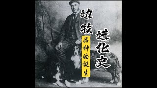 犬界智商担当 | 边牧是怎么来的？| 边牧进化史01 品种的诞生