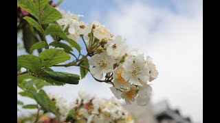 小さな窓の花ごよみ 1390 ♪野ばら咲くころ ♪野ばら（ウエルナー）♪