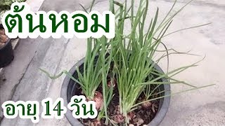 [Relax] ปลูกต้นหอม จากหอมแขก อายุ 14 วัน : How to Grow onions in pots