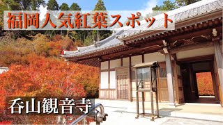 福岡紅葉　呑山観音寺　見頃近づくドウダンツツジ　色付き始めたモミジ　DJI pocket2 4K60fps