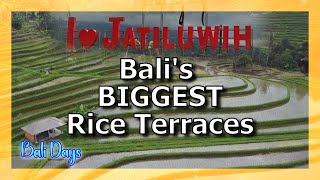 Bali's BIGGEST Rice Terraces at JATILUWIH