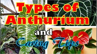 Mga sikat na uri ng Anthurium Plants at paano mag -alaga ng Anthurium plants