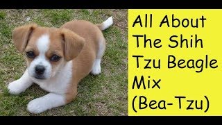 All About The Shih Tzu Beagle Mix (Bea-Tzu)