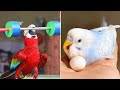 Smart And Funny Parrots Parrot Talking Videos Compilation (2023) - Cute Birds #12