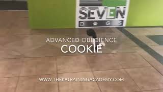 Miami Shitzu dog training at The K9 Training Academy