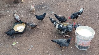 Afas vlog is live എന്നും പതിവുപോലെ നിങ്ങളോടൊപ്പം🦆🐓🕊️🦢🐔🦃