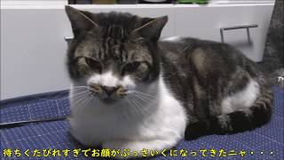 無理やり膝に乗ったら、ただ挟まってるだけ！？パパの膝に乗りたい猫☆その時を静かに待つリキちゃん☆構ってもらえなくてしょんぼり香箱座り【リキちゃんねる　猫動画】Cat video　キジトラ猫との暮らし