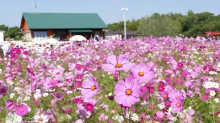 和泉リサイクル環境公園のコスモス（２０２０年１０月２０日）