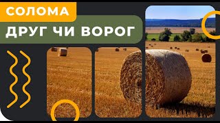 Солома - друг чи ворог? Спалити чи залишити? [GrowEx]