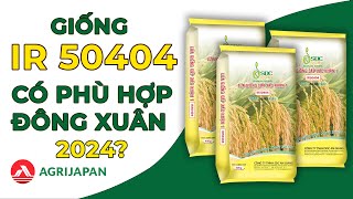 AgriJapan | GIỐNG IR50404 CÓ PHÙ HỢP SẠ ĐÔNG XUÂN 2024| KẾ HAY CHỌN GIỐNG #7 #luagiong #luagao