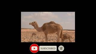 interesting facts about camels | ஒட்டகங்களை பற்றிய நீங்கள் அறிந்திடாத உண்மைகள் | vlog pulse #shorts