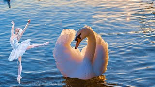 Swans : The world's most graceful birds | true facts