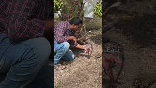 Under Ground Drip Irrigation | రైతు బడి #shorts