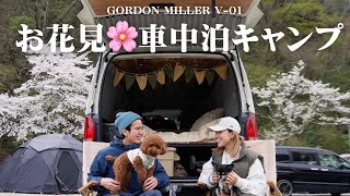 [Cherry blossoms in full bloom] 1 night and 2 days car camping for couples to feel spring 🌸