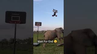 हाथी ने कमाल कर दिया 😀||#funny #animals #elephant