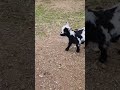 Little Goat Tries beautiful nature animal Giggling Boy #cute  Best Nature Animal Videos