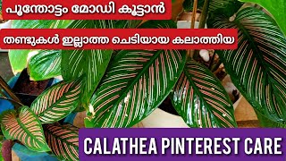 അലങ്കാര ഇലച്ചെടിയിനങ്ങളിൽ വരയൻകുതിര ശരീരത്തിലേപോലെ വരകൾ നിറഞ്ഞ ഇലയുള്ള കലാത്തിയ | calathea pinterest