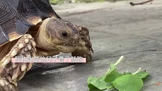 烏龜吃草記巧遇蘇卡達陸龜餵食秀小小生態保育親子認識動物生活有趣