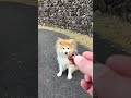 み太くんの今日のおやつキャッチ124日目 秋田犬 shorts 毎日投稿