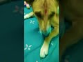 happy rakshabandhan my 2nd rakhi shortvideo rakshabandhan 2023rakhi dog