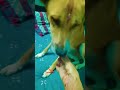 happy rakshabandhan my 2nd rakhi shortvideo rakshabandhan 2023rakhi dog