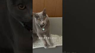 砂かけないﾇｺ #シャルトリュー #猫動画 #猫のいる暮らし #猫 #猫のいる生活 #ねこ #ねこ動画 #ねこのいる生活 #ねこのいる暮らし #かわいい猫 #shorts #おもしろ #おもしろ動画