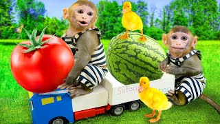 Farmer Monkey baby Bi Bon harvests tomatoes and watermelons to make ice cream | Animals Home Obi