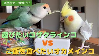 遊びたいコザクラインコ vsご飯を食べたいオカメインコ　　　コザクラインコ   オカメインコ　冠羽　いたずら　激怒オカメ