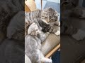 新入り子猫にシャーしてしまった猫たちの末路が… 猫