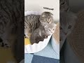 新入り子猫にシャーしてしまった猫たちの末路が… 猫