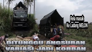 SUDAH RESIKO‼️ TRUCK FULL VARIASI MASUK KE LADANG MELON