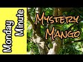 Monday Minute- Mystery Mango!