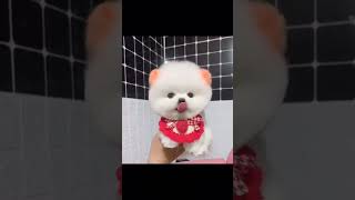 fluffy puppy 🤩 pomeranian puppy #pomeranianpuppy #adorabledog #cutedogs #paw #paw kingdom shorts 🐾