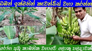 කැවන්ඩ්ස් කෙසෙල් වගාවට| සාර්ථක අස්වැන්නට|දැනූම kewandis